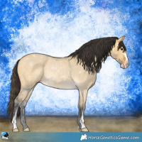 Horse Color:Buckskin Dun Sabino 