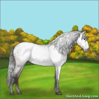 Horse Color:Gray Bay Appaloosa