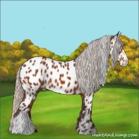 Horse Color:Silver Bay Appaloosa 