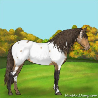 Horse Color:Buckskin Appaloosa 