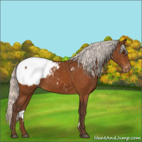 Horse Color:Silver Buckskin Appaloosa 