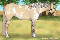 Horse Color:White Spotted Palomino Dun Sabino Appaloosa