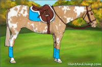 Horse Color:White Spotted Palomino Sabino Appaloosa 