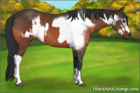 Horse Color:Brown Rabicano  and Brown Frame Rabicano 