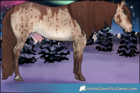 Horse Color:Chocolate Bay Dun Sabino Appaloosa Brindle 