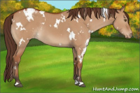 Horse Color:White Spotted Bay Dun Appaloosa 