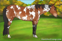 Horse Color:White Spotted Bay 