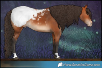 Horse Color:Bay Snowcap 