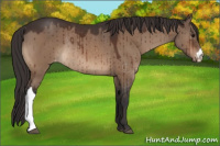 Horse Color:Bay Dun Appaloosa Rabicano Brindle 