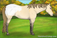 Horse Color:Buckskin Dun Appaloosa 