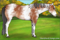Horse Color:White Spotted Bay Appaloosa 