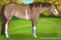 Horse Color:White Spotted Liver Red Dun 