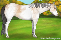 Horse Color:White Spotted Bay Dun 