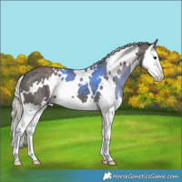Horse Color:White Spotted Silver Black Splash 