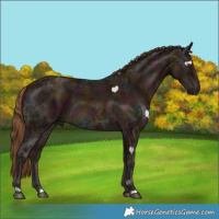 Horse Color:Midnight Chestnut Ice 