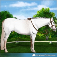 Horse Color:Gray Gold Champagne Roan 