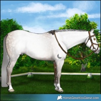 Horse Color:Gray Amber Champagne