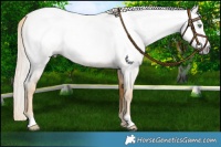 Horse Color:Gray Gold Cream Champagne Roan 