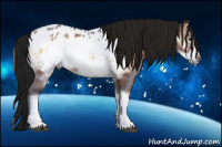 Horse Color:Gray Bay Roan Onyx Frame Appaloosa Rabicano 