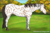 Horse Color:Bay Appaloosa 