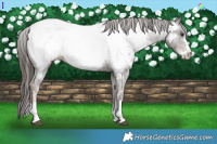 Horse Color:Liver Chestnut Sabino Near Fewspot