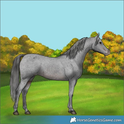 Horse Color:Brown Appaloosa 