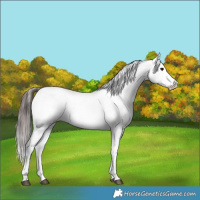 Horse Color:Brown Appaloosa