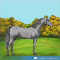 Horse Color:Brown Appaloosa 
