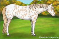 Horse Color:Red Roan Pearl Tobiano Frame Appaloosa 