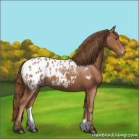 Horse Color:Chestnut Appaloosa 