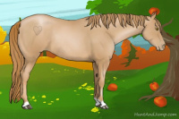 Horse Color:Chestnut Pearl Rabicano 