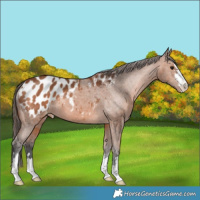 Horse Color:Bay Appaloosa 