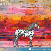 Horse Color:Black Sabino Appaloosa 