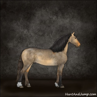Horse Color:Buckskin Dun 