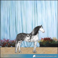 Horse Color:Grullo Sabino Splash 