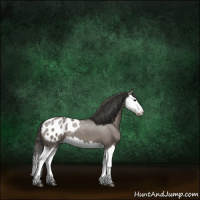 Horse Color:Grullo Splash Appaloosa 