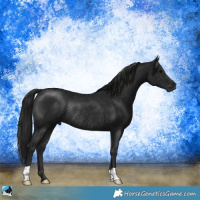 Horse Color:Gray Black Rabicano