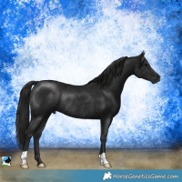 Horse Color:Gray Black Rabicano 