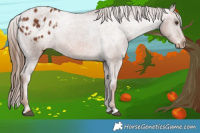Horse Color:Chestnut Appaloosa Rabicano 