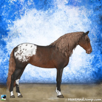 Horse Color:Liver Chestnut Appaloosa Rabicano 