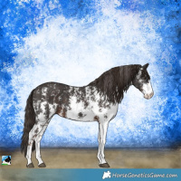 Horse Color:Liver Chestnut Sabino