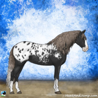 Horse Color:Liver Chestnut Sabino Splash Appaloosa 