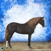 Horse Color:Liver Chestnut Sabino 