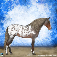 Horse Color:Liver Red Roan Sabino Appaloosa