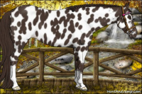 Horse Color:Liver Chestnut Appaloosa