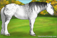 Horse Color:Gray White Spotted Black Splash Appaloosa 
