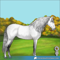 Horse Color:Gray Brown Roan Rabicano 