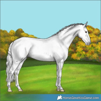 Horse Color:Gray Silver Buckskin Sabino Rabicano 
