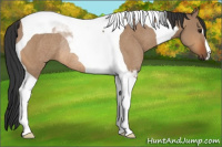 Horse Color:Bay Dun Tobiano Rabicano