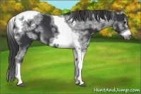 Horse Color:White Spotted Black Splash Tobiano Frame Varnish 